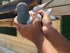 Racing Homer Pigeon
