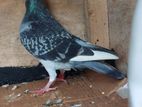 Racing Homer Pigeons