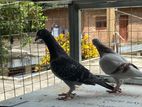 Racing Homer Pigeons