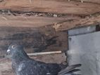 Racing Homer Pigeon