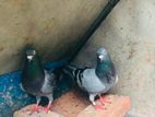 Racing Homer Pigeons