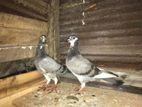 Racing Homer Pigeons