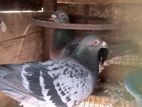 Racing Homer Pigeon