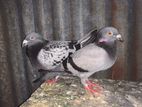Racing Homer Pigeon