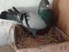 Racing Pigeon