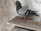 Racing Pigeon