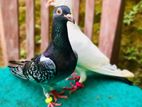 Racing Homer Pigeon Breeding Pair