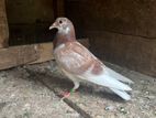 Racing Homer Pigeon Chick