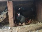 Racing Homer Pigeon Egg Pair