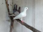 Racing Homer pigeon