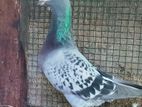 Racing Homer Pigeon