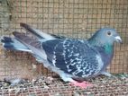 Racing Homer Pigeon