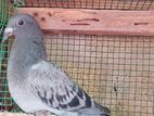 Racing Homer Pigeon