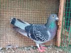Racing Homer Pigeon
