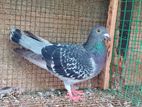 Racing Homer Pigeon
