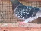 Racing Homer Pigeon