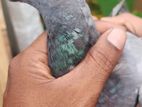 Racing Homer Pigeon