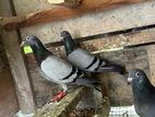 racing homer pigeon