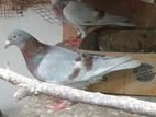 Racing Homer Pigeons