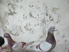 Racing Homer Pigeons