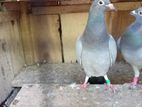 Pigeon