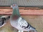 Racing Homer Pigeons