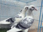 Racing Homer Pigeons