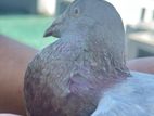 Racing Homer Red Bar Pigeon