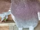 Racing Hommer Pigeon
