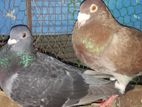 Racing Pigeon