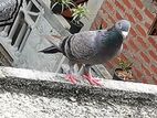 Pigeon