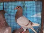 Pigeon