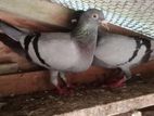 Racing Pigeon