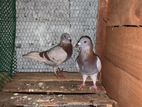 Racing Pigeons