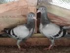 Pigeons