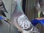 Racing Pigeon Breeding Pairs