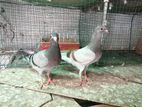 Racing pigeon