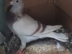 Racing Pigeon