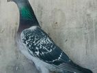 Racing Pigeon