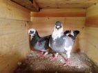 Racing Pigeon
