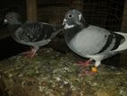 Racing Pigeon