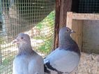 Racing Pigeon