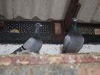 Racing Pigeon