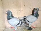 Racing Pigeon