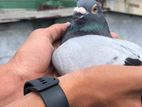 Racing Pigeon