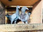 Racing Pigeon