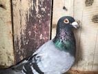 Racing Pigeon