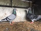Racing Pigeon