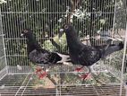 Racing Pigeon