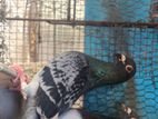 Racing Pigeon